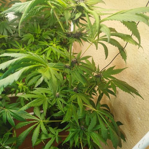 Red Strawberry Banana Auto growlog timeline photo