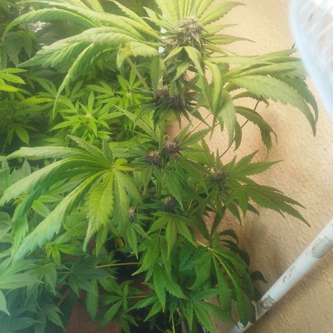 Red Strawberry Banana Auto growlog timeline photo