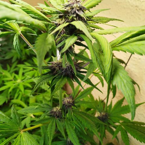 Red Strawberry Banana Auto growlog timeline photo