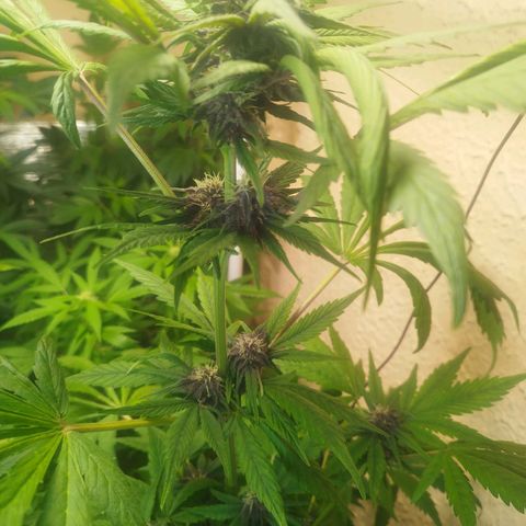 Red Strawberry Banana Auto growlog timeline photo