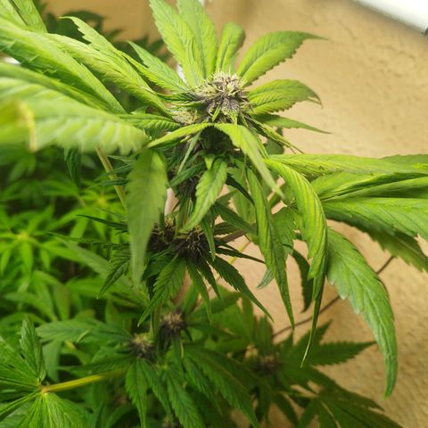 Red Strawberry Banana Auto growlog timeline photo