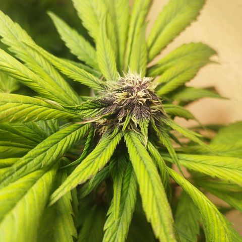 Red Strawberry Banana Auto growlog timeline photo