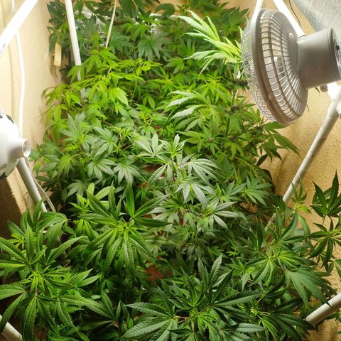 Red Strawberry Banana Auto growlog timeline photo