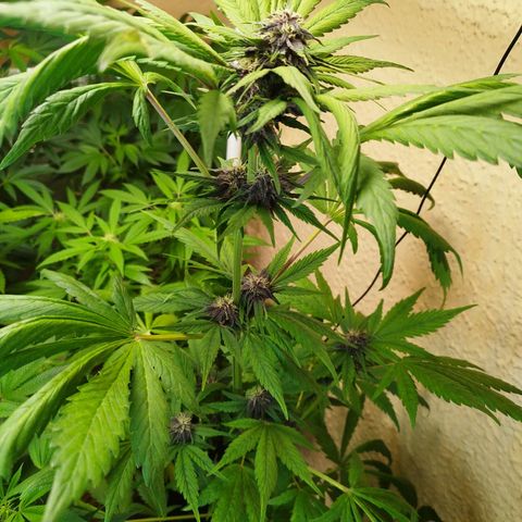 Red Strawberry Banana Auto growlog timeline photo