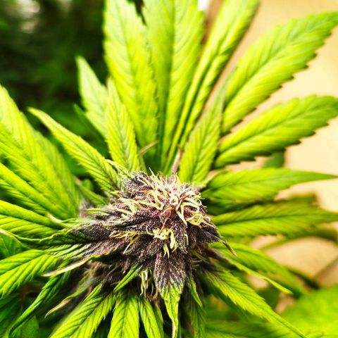 Red Strawberry Banana Auto growlog timeline photo