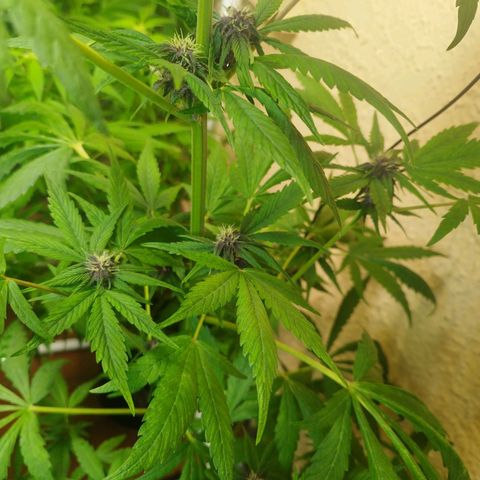 Red Strawberry Banana Auto growlog timeline photo