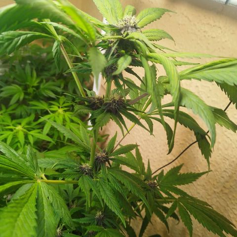 Red Strawberry Banana Auto growlog timeline photo
