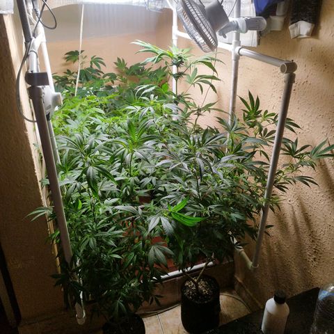 Red Strawberry Banana Auto growlog timeline photo