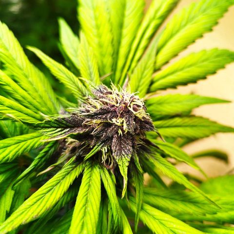 Red Strawberry Banana Auto growlog timeline photo