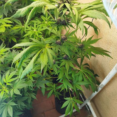 Red Strawberry Banana Auto growlog timeline photo