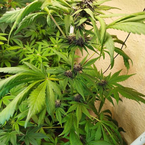 Red Strawberry Banana Auto growlog timeline photo