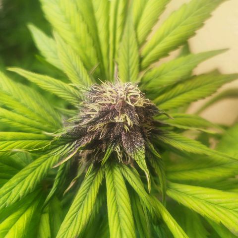 Red Strawberry Banana Auto growlog timeline photo