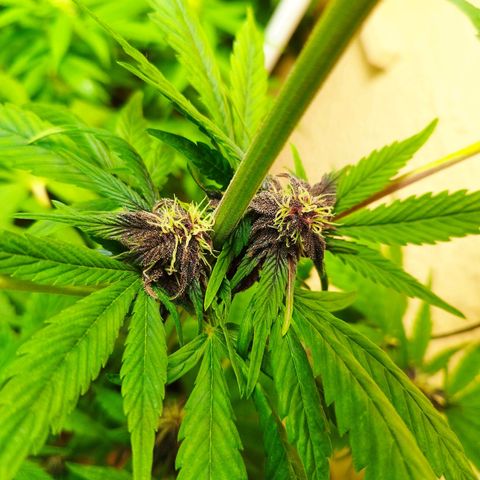 Red Strawberry Banana Auto growlog timeline photo