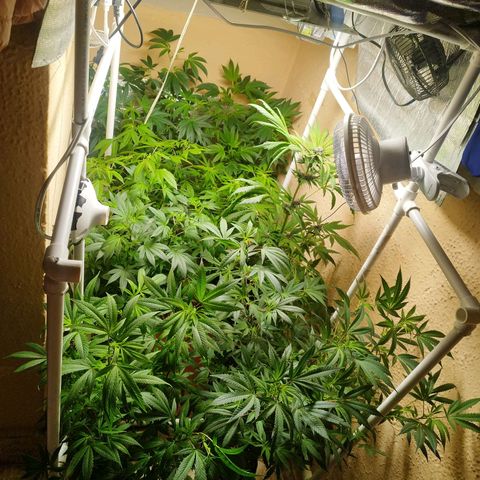 Red Strawberry Banana Auto growlog timeline photo