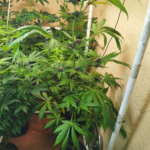 Red Strawberry Banana Auto growlog timeline photo