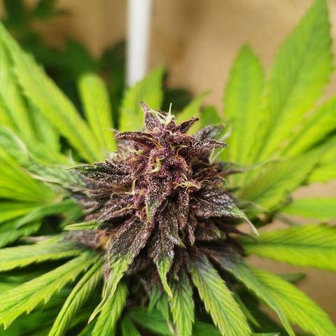 Red Strawberry Banana Auto growlog timeline photo