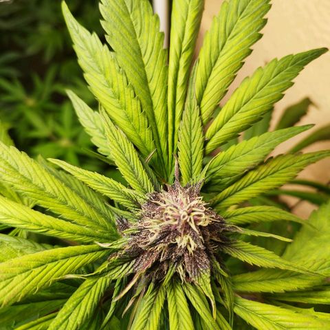 Red Strawberry Banana Auto growlog timeline photo