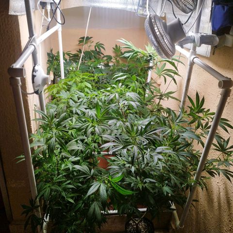 Red Strawberry Banana Auto growlog timeline photo