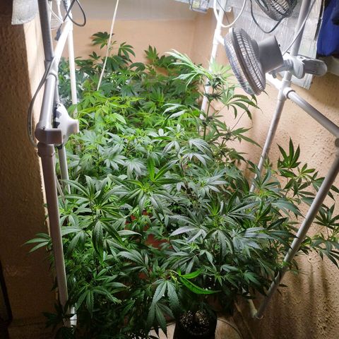 Red Strawberry Banana Auto growlog timeline photo