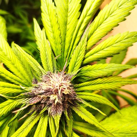 Red Strawberry Banana Auto growlog timeline photo