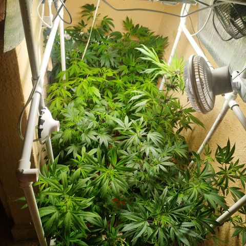 Red Strawberry Banana Auto growlog timeline photo