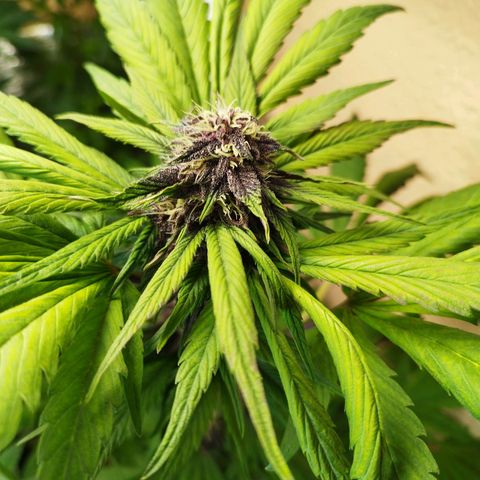 Red Strawberry Banana Auto growlog timeline photo