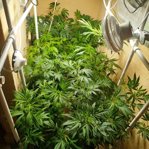 Red Strawberry Banana Auto growlog timeline photo
