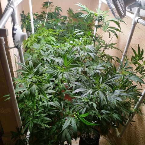 Red Strawberry Banana Auto growlog timeline photo
