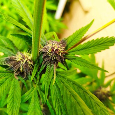 Red Strawberry Banana Auto growlog timeline photo