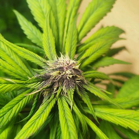 Red Strawberry Banana Auto growlog timeline photo