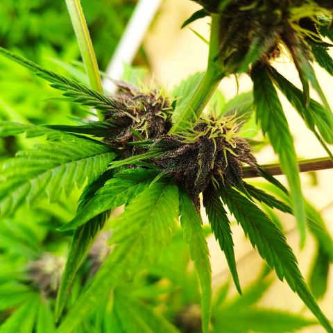 Red Strawberry Banana Auto growlog timeline photo