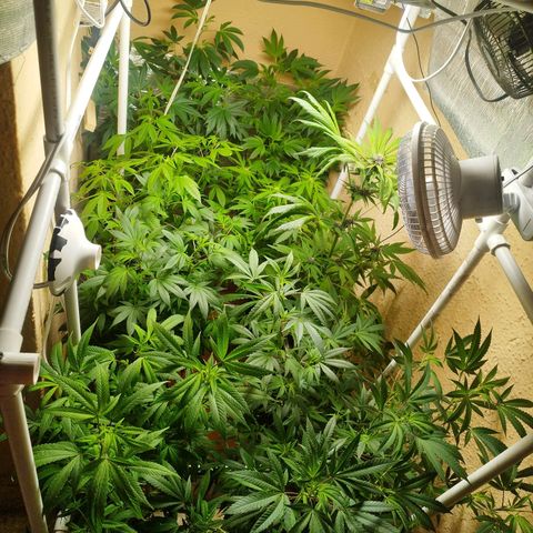 Red Strawberry Banana Auto growlog timeline photo