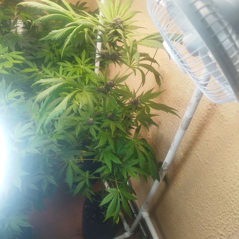 Red Strawberry Banana Auto growlog timeline photo