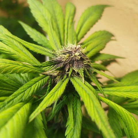 Red Strawberry Banana Auto growlog timeline photo