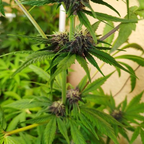 Red Strawberry Banana Auto growlog timeline photo