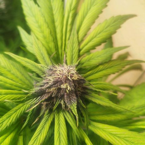 Red Strawberry Banana Auto growlog timeline photo