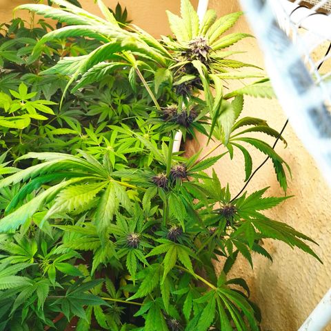Red Strawberry Banana Auto growlog timeline photo