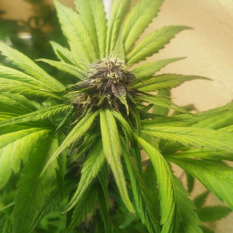 Red Strawberry Banana Auto growlog timeline photo