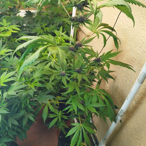 Red Strawberry Banana Auto growlog timeline photo