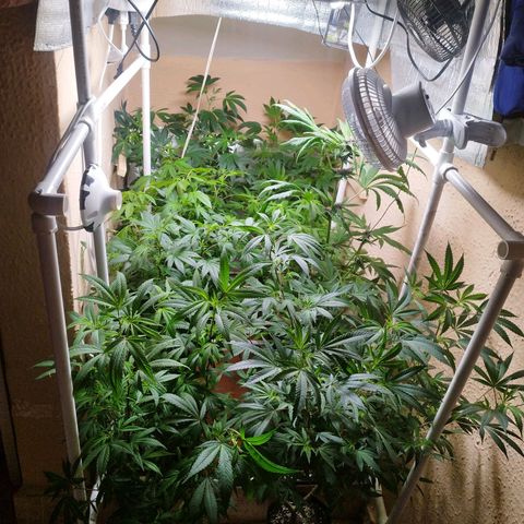 Red Strawberry Banana Auto growlog timeline photo