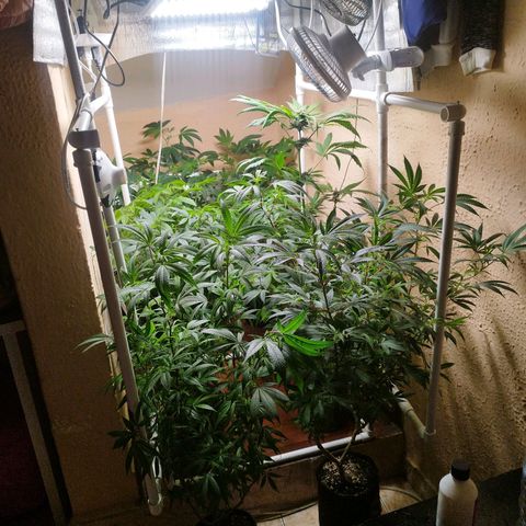 Red Strawberry Banana Auto growlog timeline photo