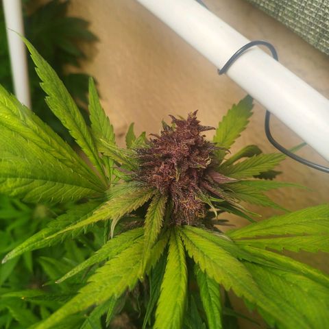 Red Strawberry Banana Auto growlog timeline photo