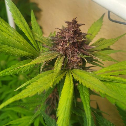 Red Strawberry Banana Auto growlog timeline photo