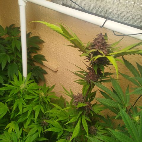 Red Strawberry Banana Auto growlog timeline photo