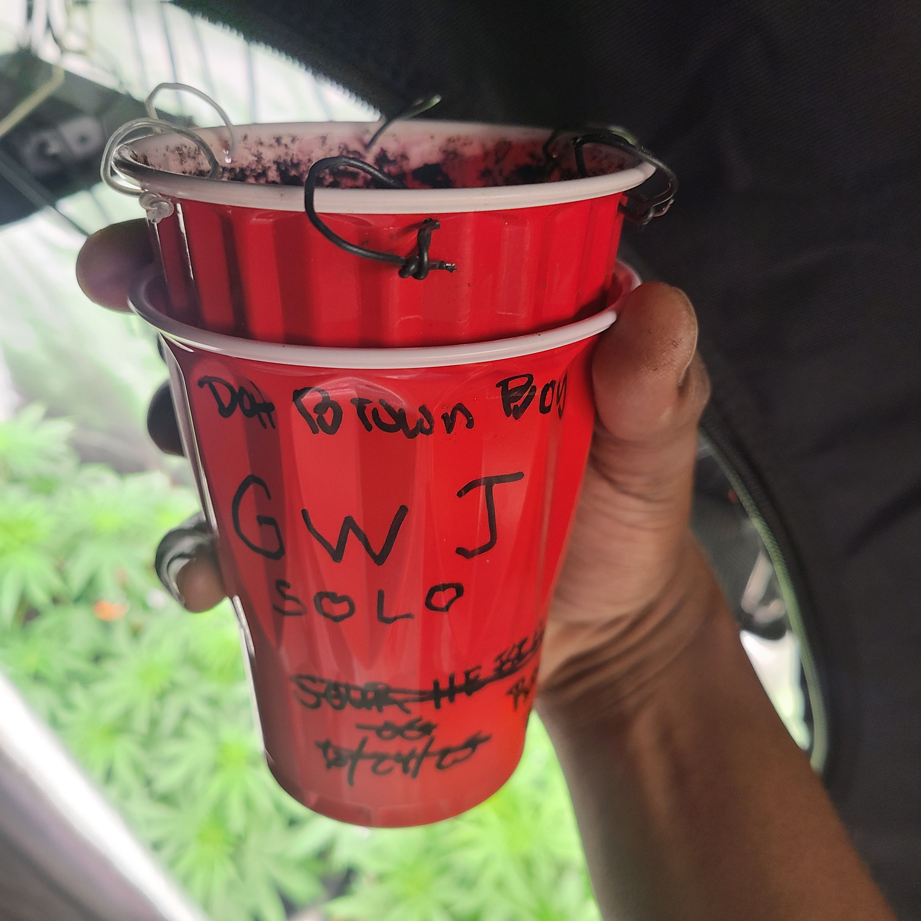 Solo Rando growlog header