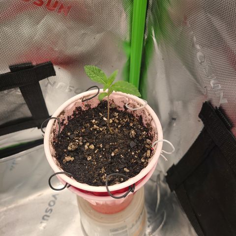 Solo Rando growlog photo