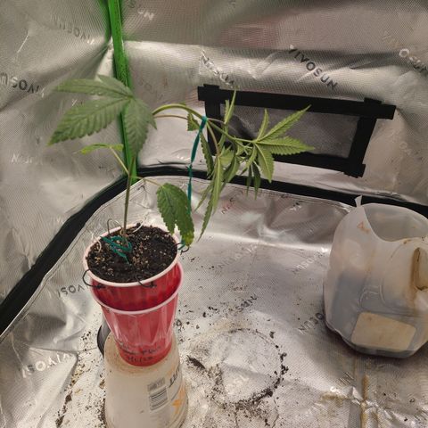 Solo Rando growlog photo