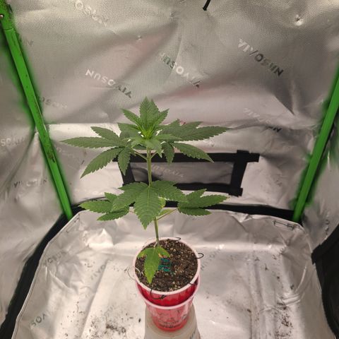 Solo Rando growlog photo