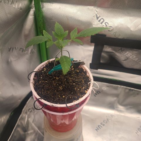 Solo Rando growlog photo