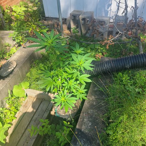 Solo Rando growlog timeline photo